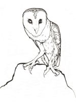 Magical Owl